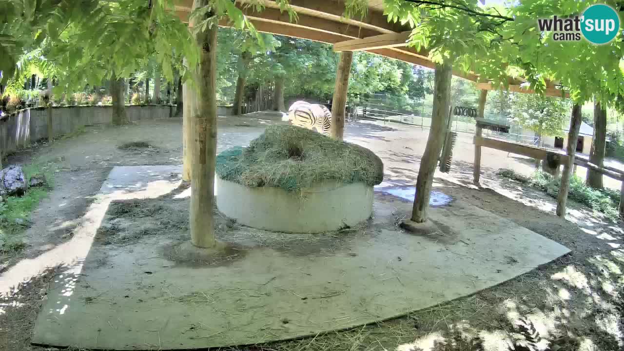 Zebre v živo v živalskem vrtu Ljubljana ZOO spletne kamere