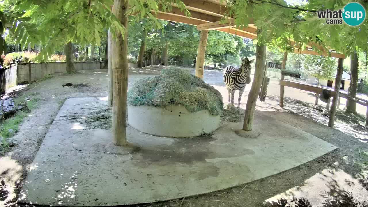 Camera en vivo Cebras in Ljubljana ZOO – Eslovenia