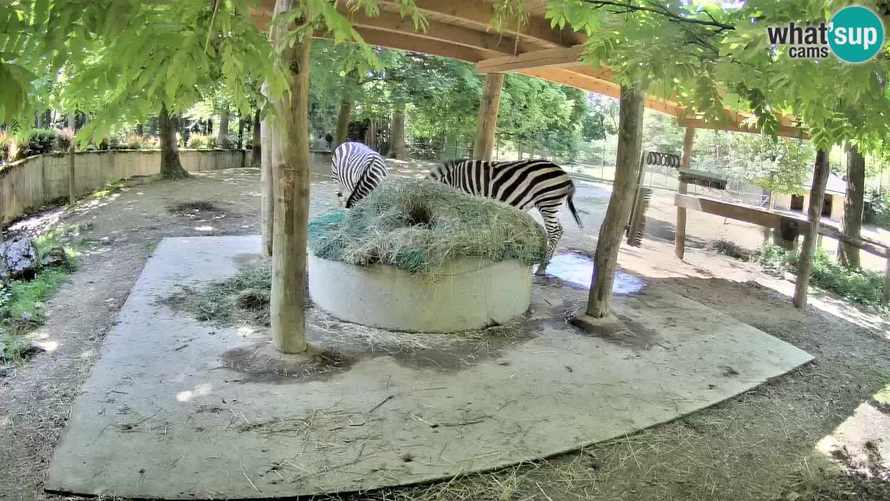Camera en vivo Cebras in Ljubljana ZOO – Eslovenia