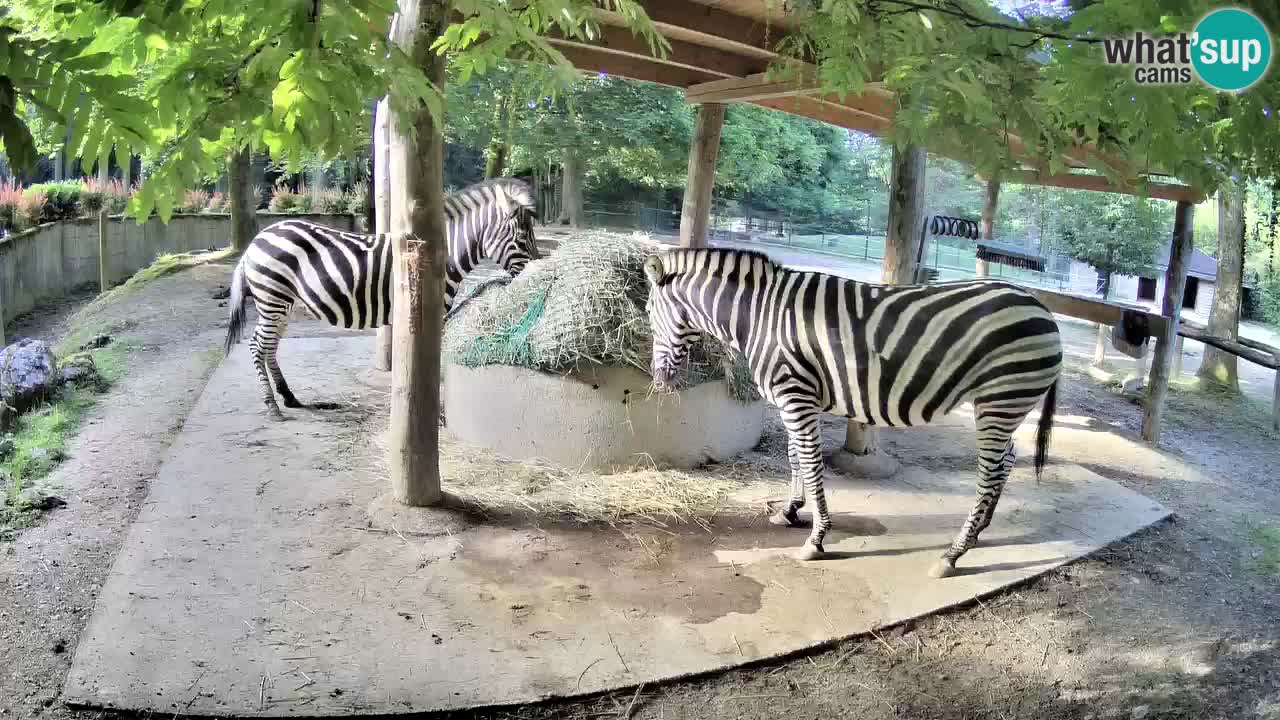 Zebre v živo v živalskem vrtu Ljubljana ZOO spletne kamere