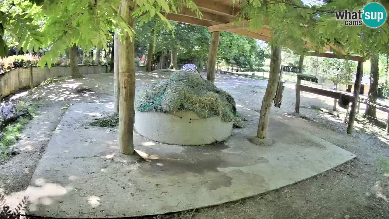 Le Zebre nello ZOO di Ljubljana – Slovenia Live webcam