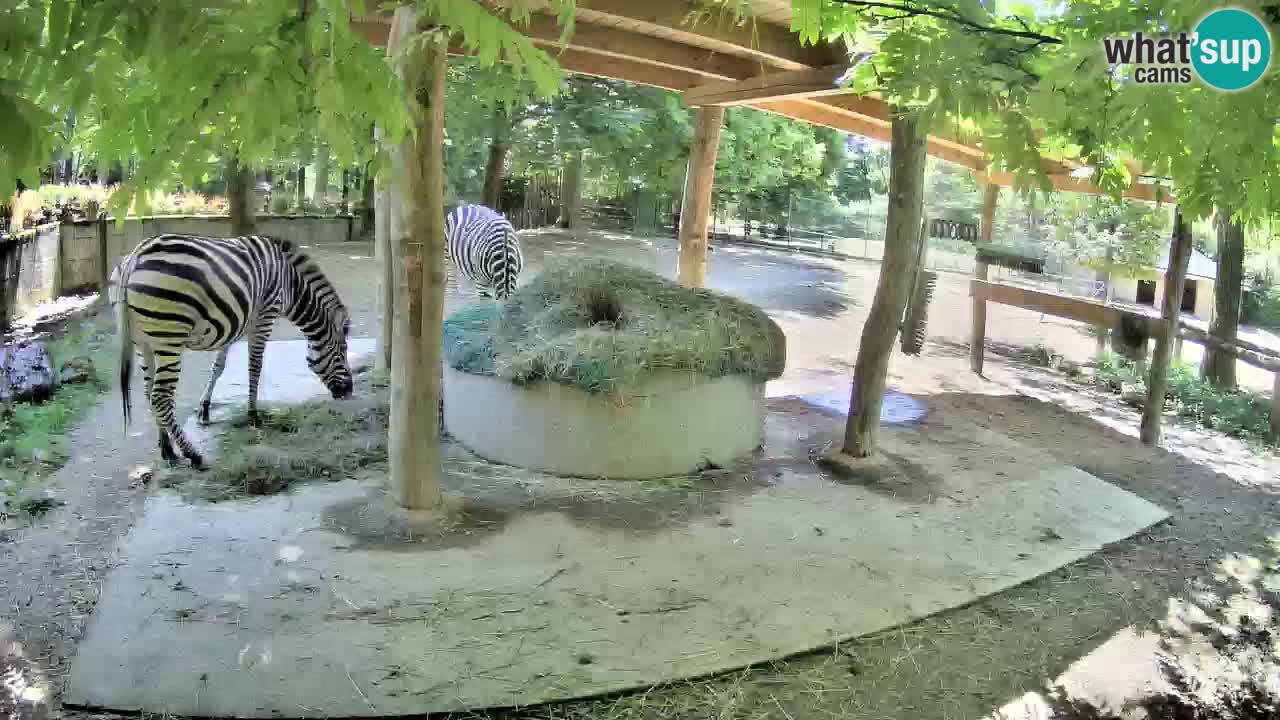 Le Zebre nello ZOO di Ljubljana – Slovenia Live webcam