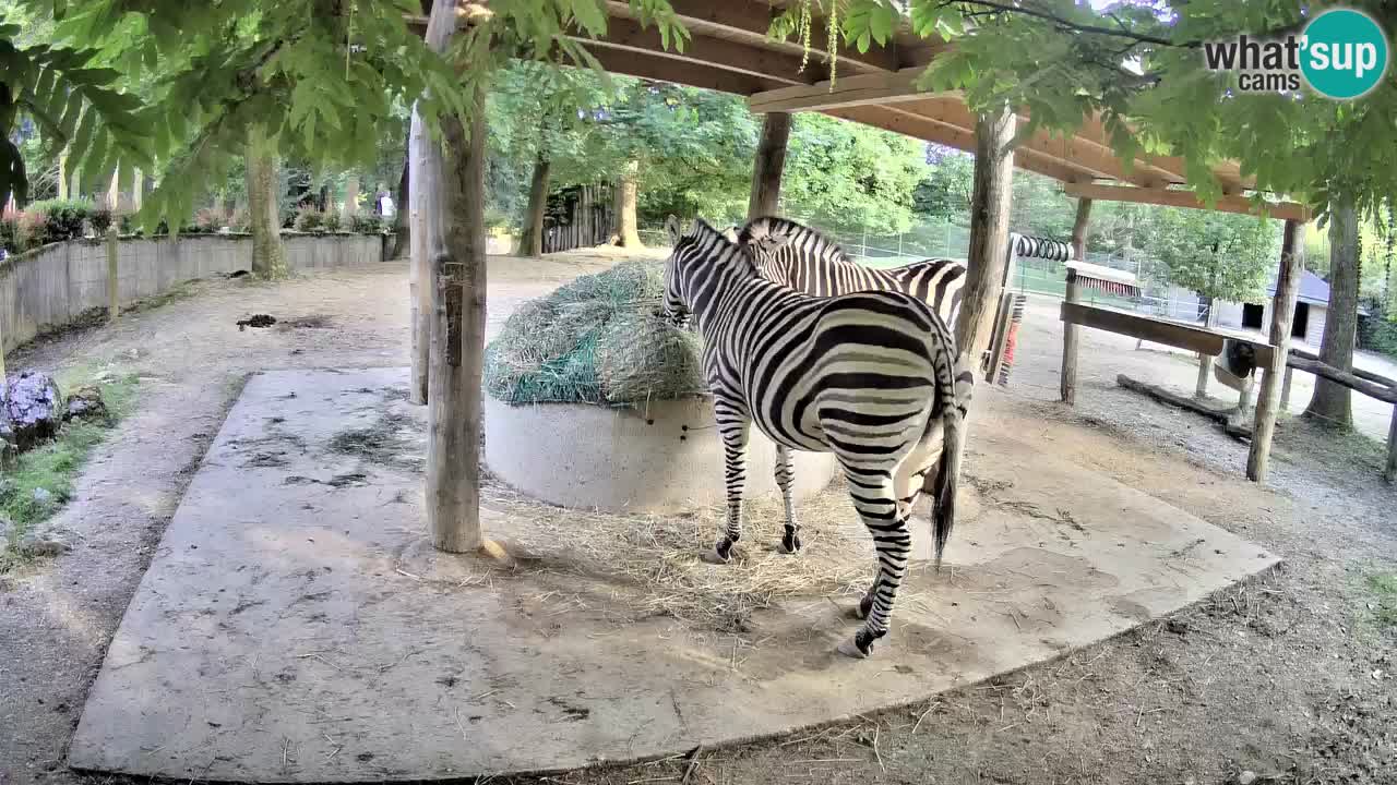 Live webcam Zebras in Ljubljana ZOO – Slovenia
