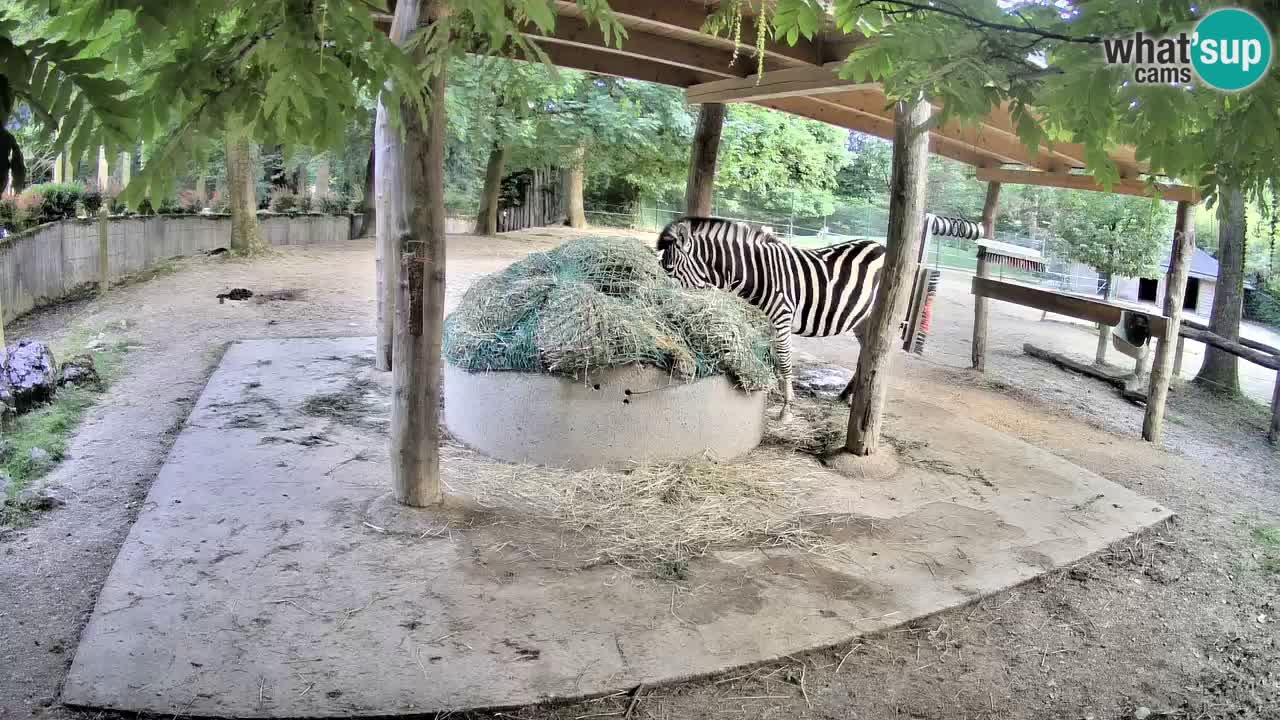 Live webcam Zebras in Ljubljana ZOO – Slovenia