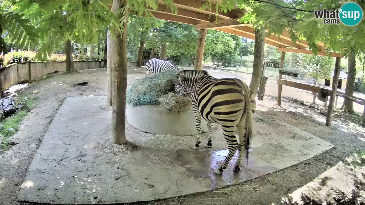 Live webcam Zebras in Ljubljana ZOO – Slovenia