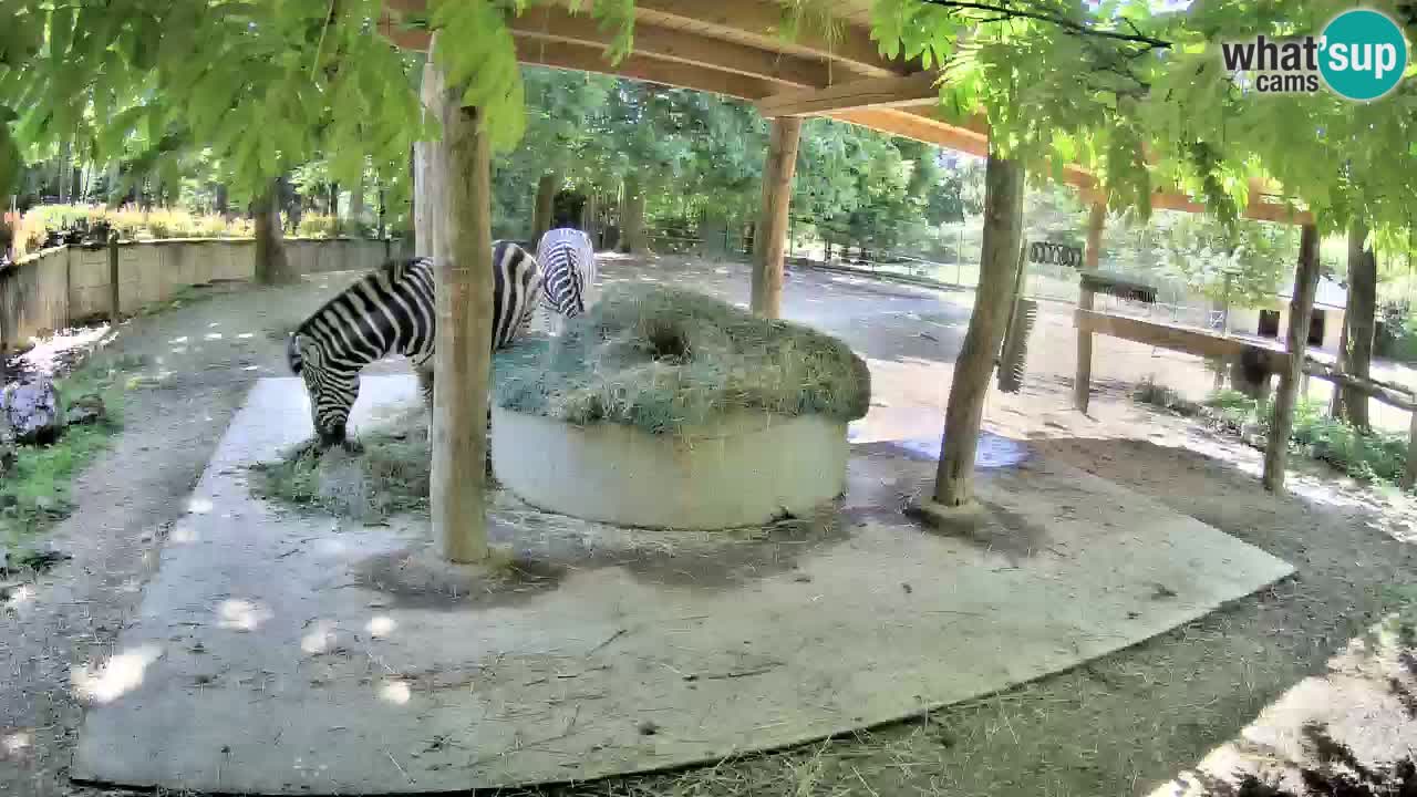 Zebre v živo v živalskem vrtu Ljubljana ZOO spletne kamere