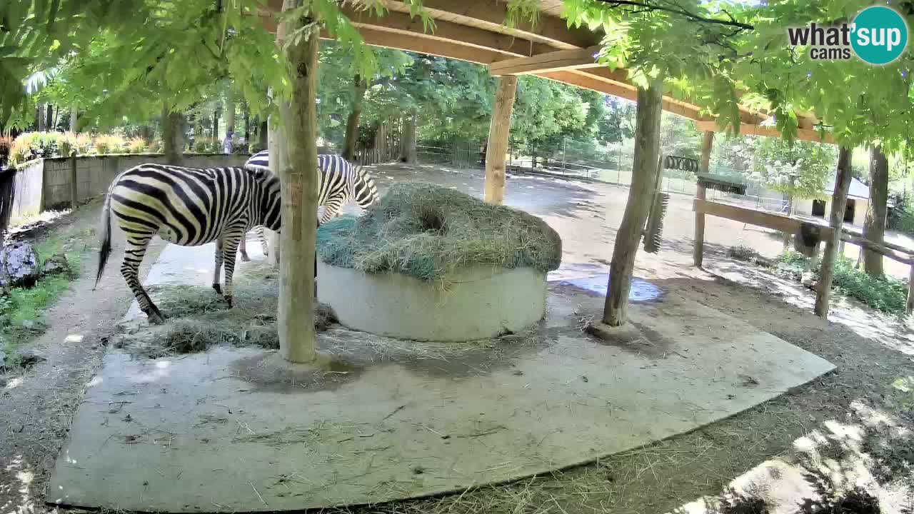Le Zebre nello ZOO di Ljubljana – Slovenia Live webcam