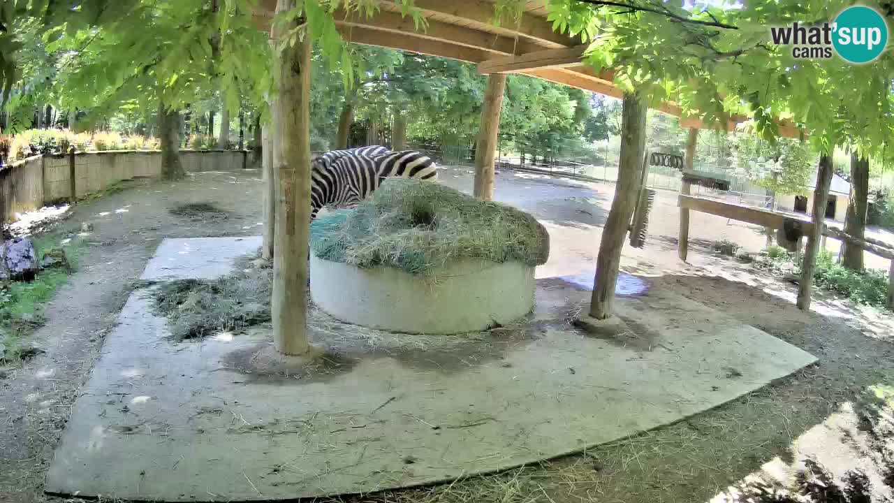 Zebre v živo v živalskem vrtu Ljubljana ZOO spletne kamere