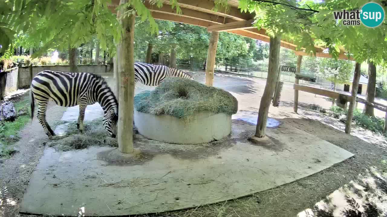 Le Zebre nello ZOO di Ljubljana – Slovenia Live webcam