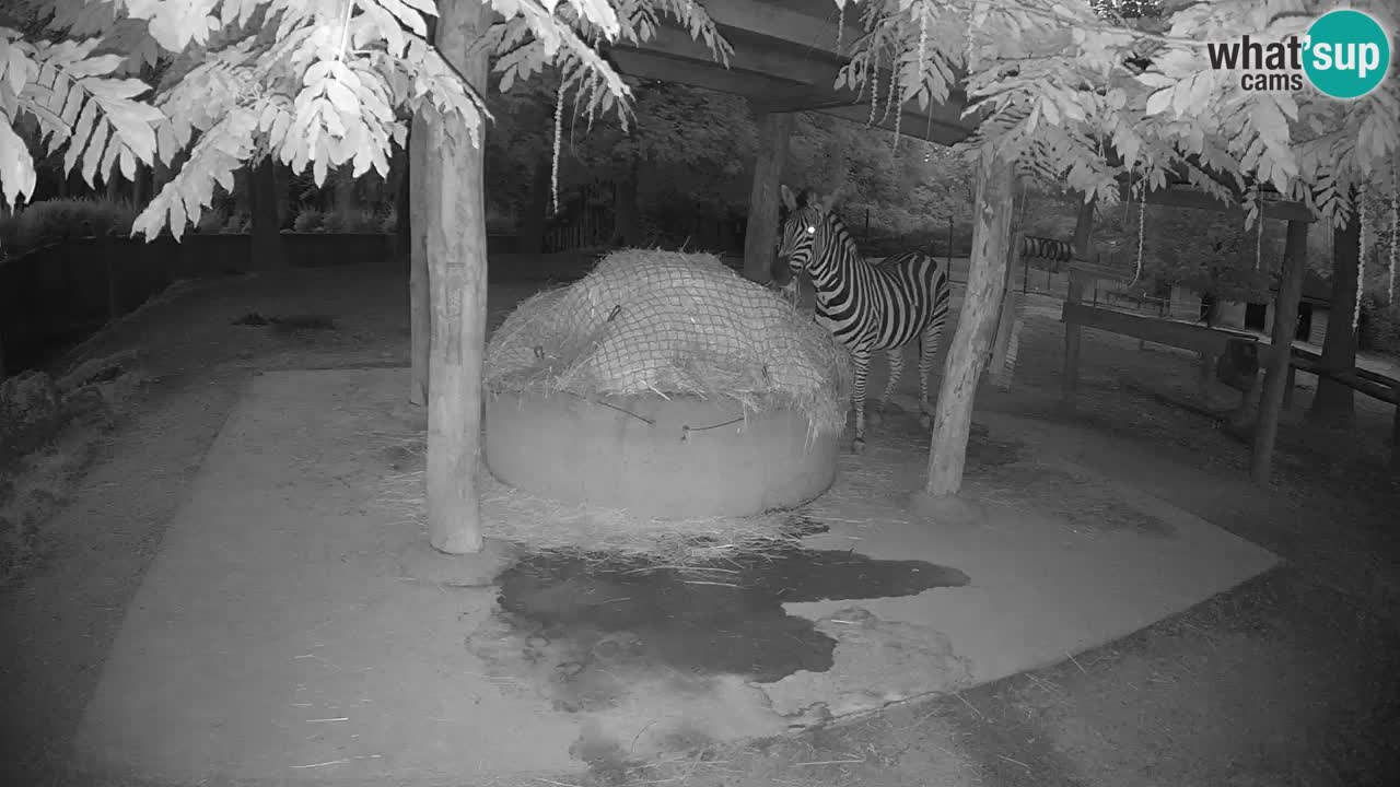 Live webcam Zebras in Ljubljana ZOO – Slovenia
