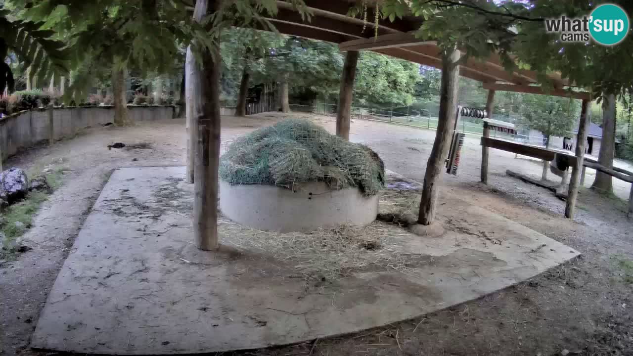 Live webcam Zebras in Ljubljana ZOO – Slovenia