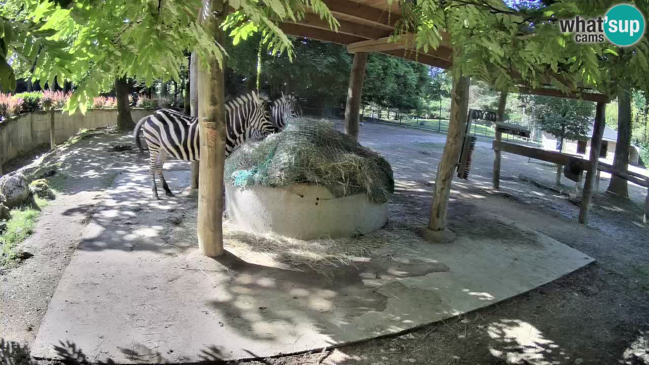 Le Zebre nello ZOO di Ljubljana – Slovenia Live webcam