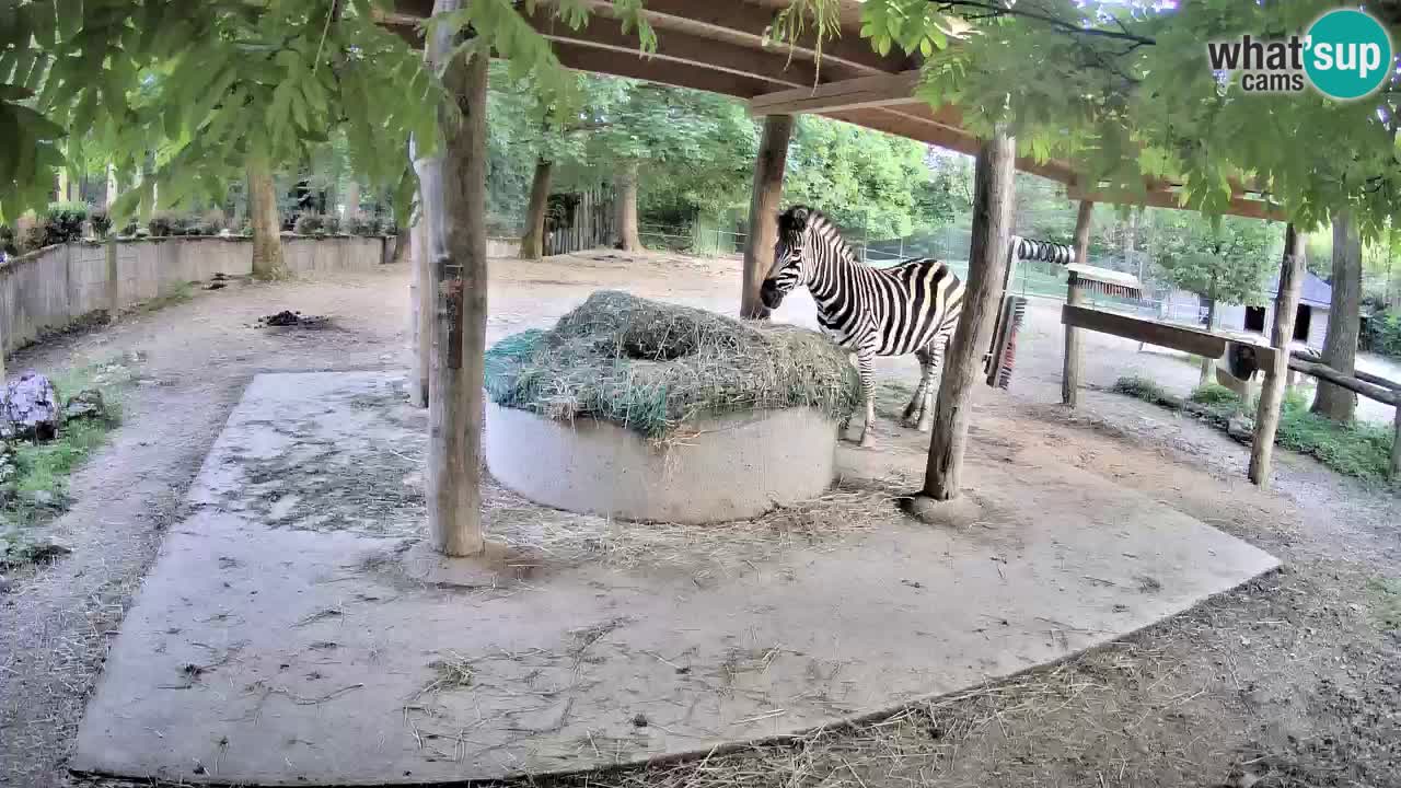 Live webcam Zebras in Ljubljana ZOO – Slovenia