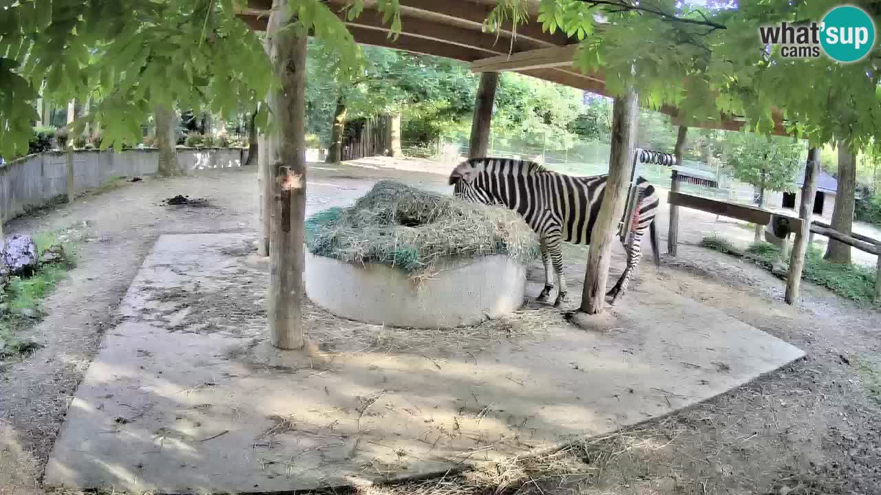 Zebre v živo v živalskem vrtu Ljubljana ZOO spletne kamere