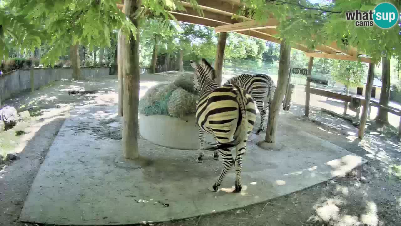 Live webcam Zebras in Ljubljana ZOO – Slovenia