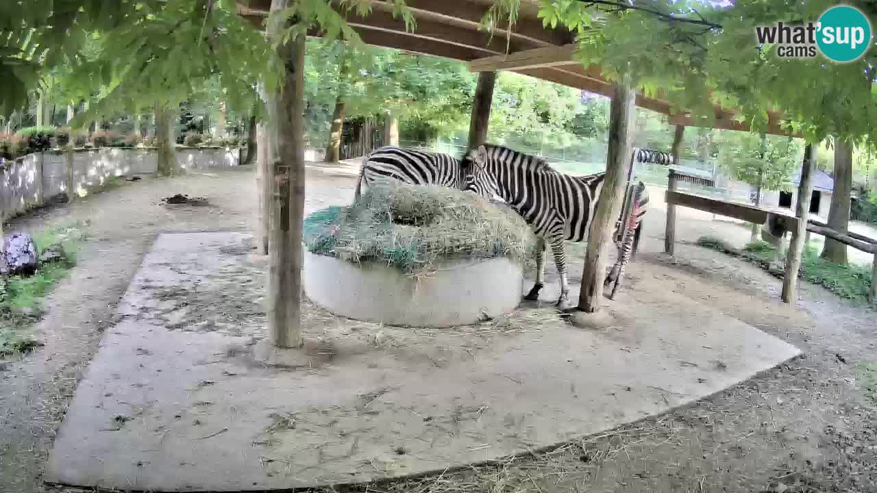 Le Zebre nello ZOO di Ljubljana – Slovenia Live webcam