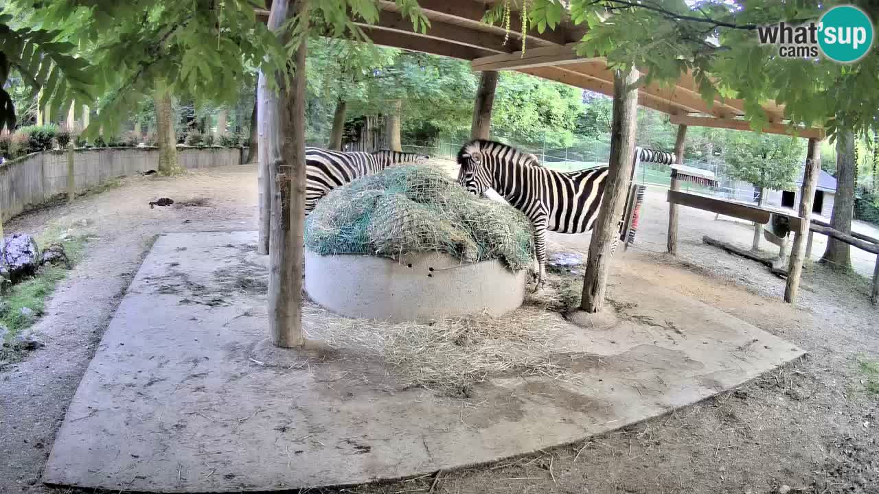 Web kamera uživo Zebras u ZOO Ljubljana – Slovenija