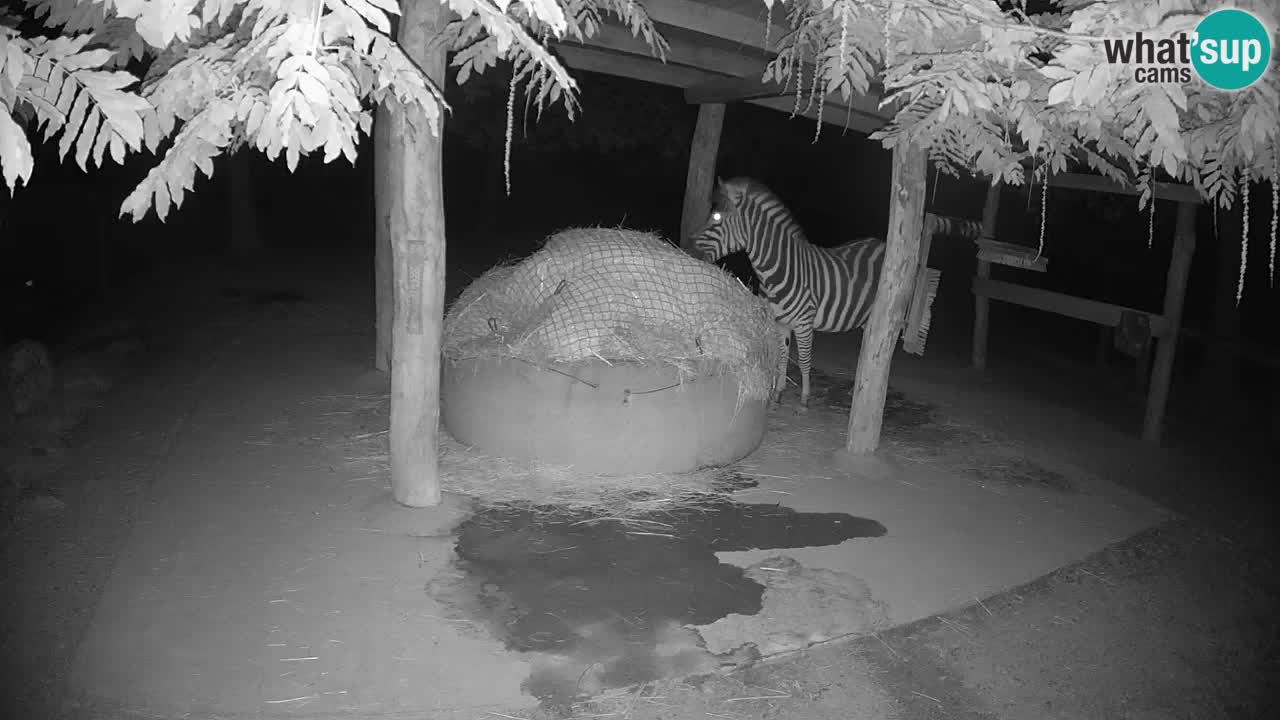 Live Webcam Zebras in Ljubljana ZOO – Slowenien