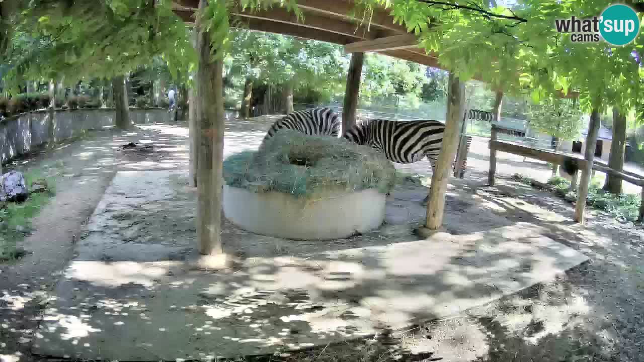 Web kamera uživo Zebras u ZOO Ljubljana – Slovenija