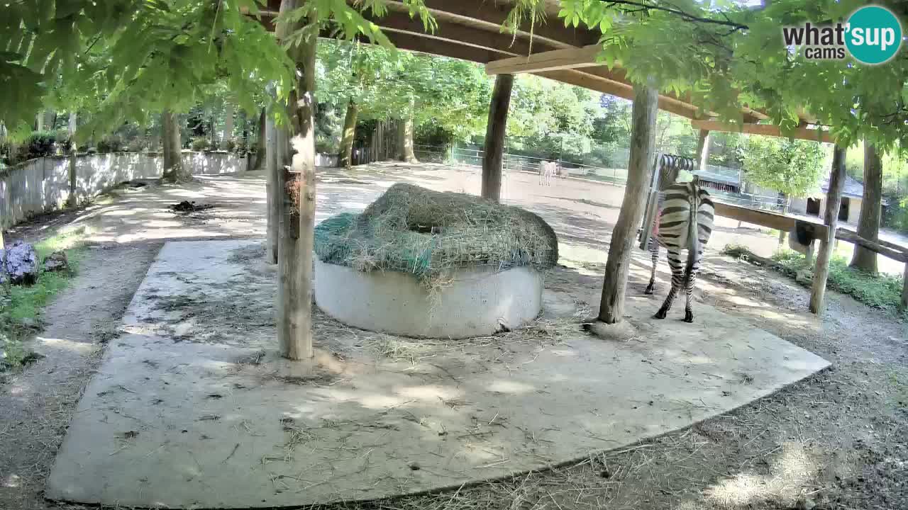 Live webcam Zebras in Ljubljana ZOO – Slovenia
