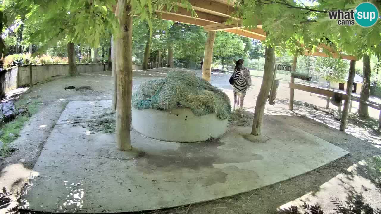 Live webcam Zebras in Ljubljana ZOO – Slovenia