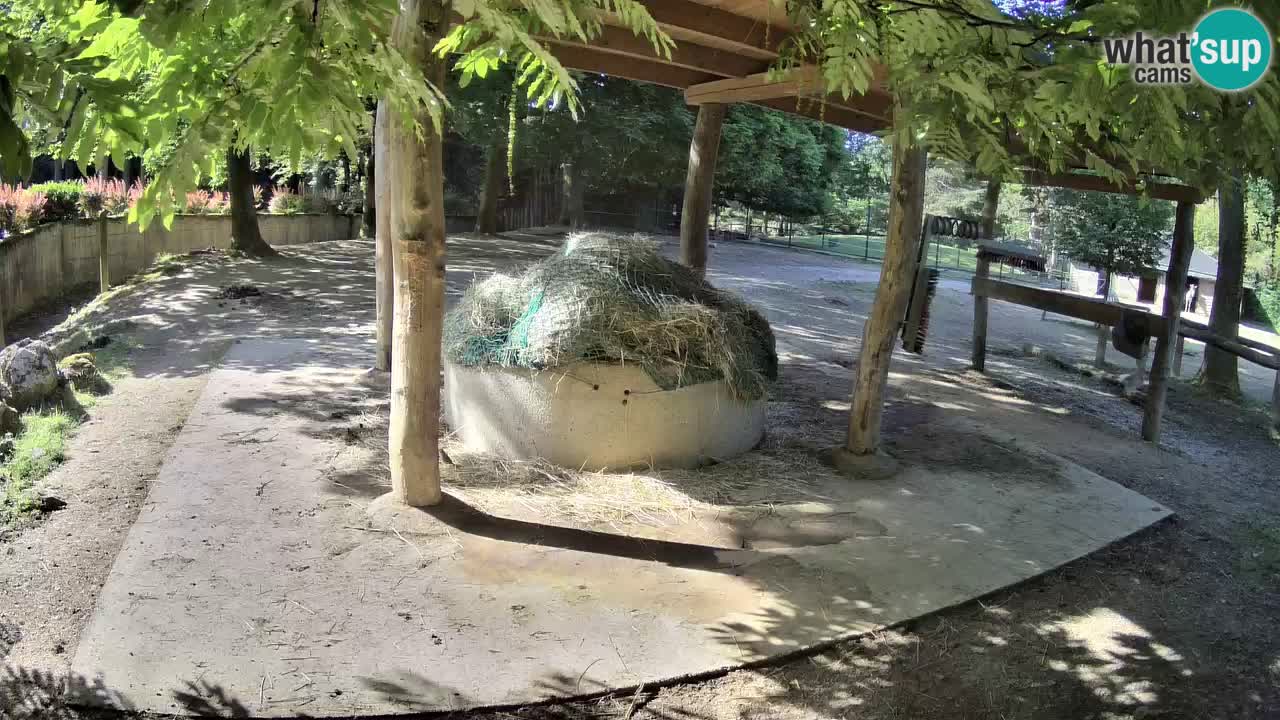 Le Zebre nello ZOO di Ljubljana – Slovenia Live webcam