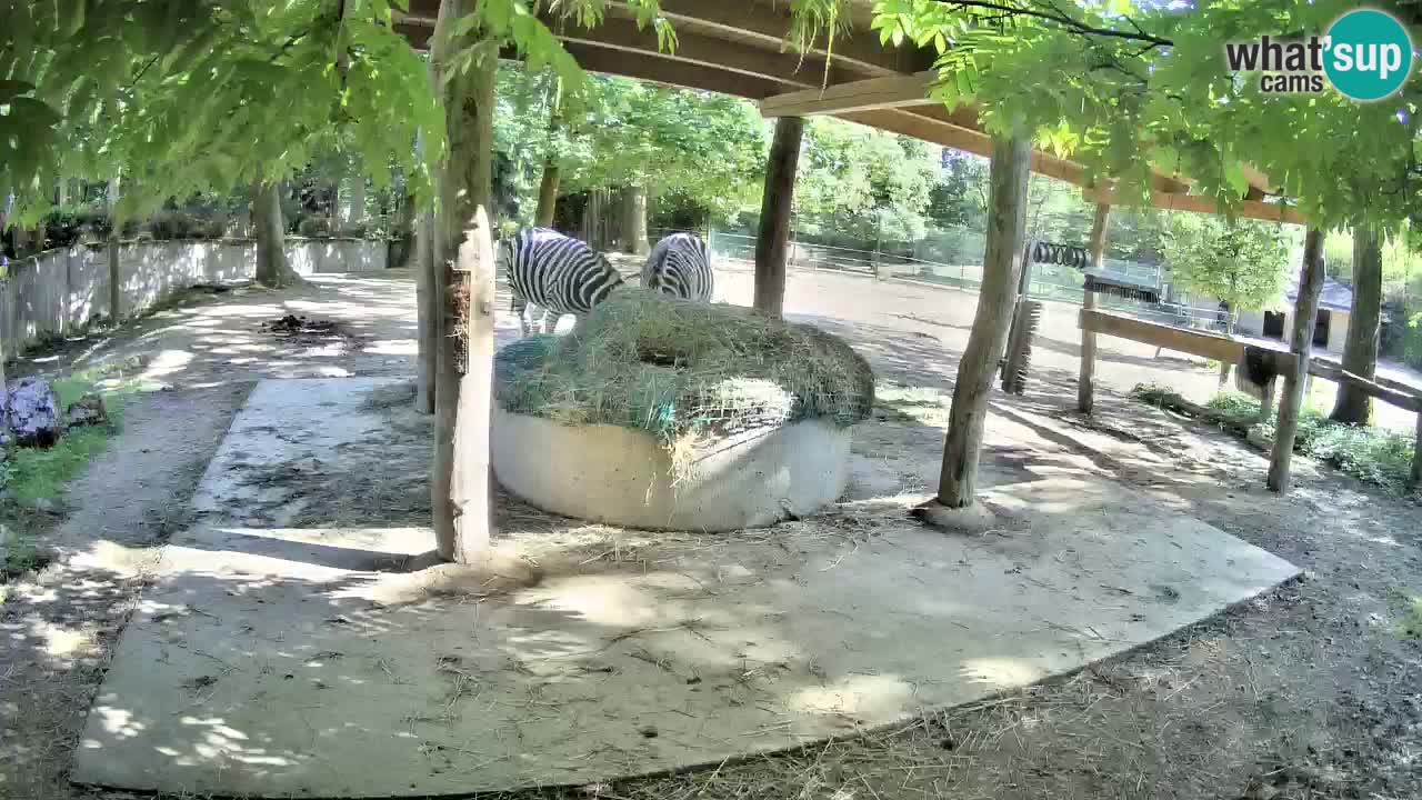 Le Zebre nello ZOO di Ljubljana – Slovenia Live webcam