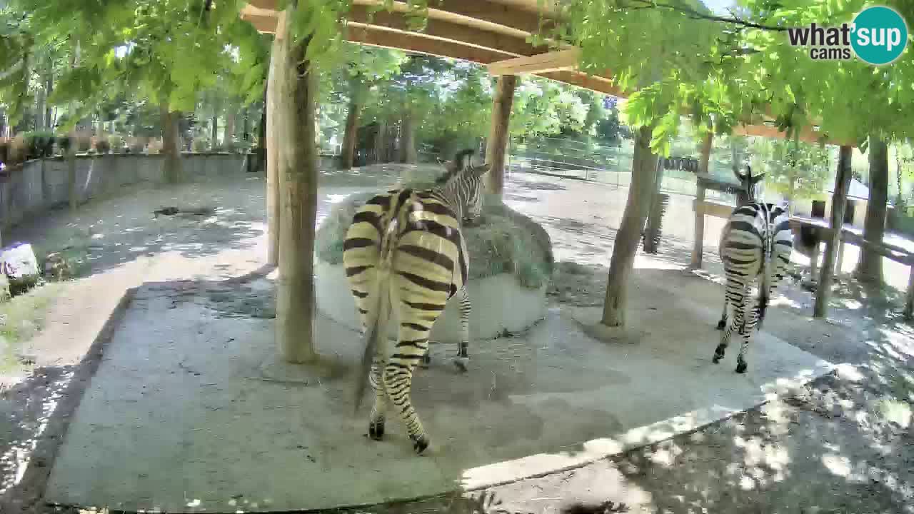 Le Zebre nello ZOO di Ljubljana – Slovenia Live webcam