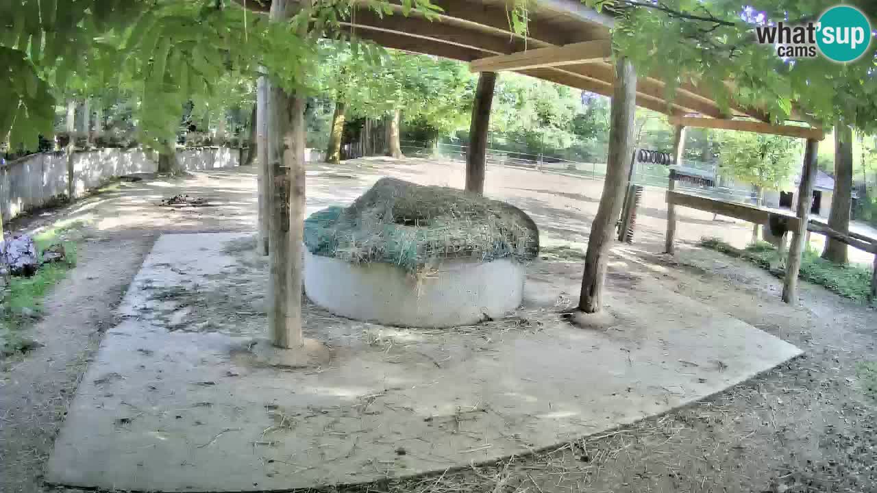 Live webcam Zebras in Ljubljana ZOO – Slovenia