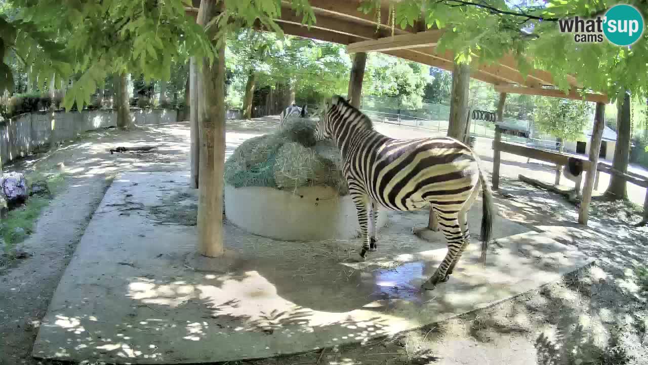 Live webcam Zebras in Ljubljana ZOO – Slovenia