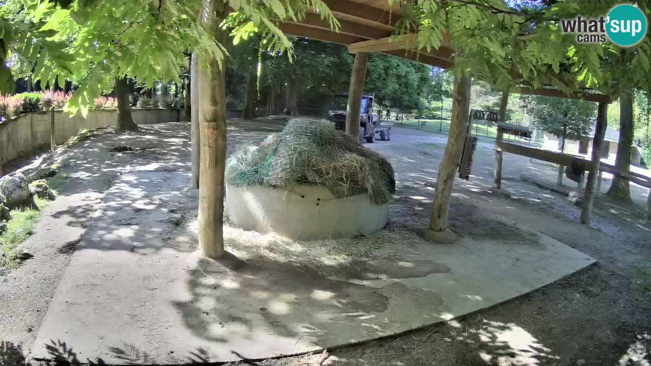 Live webcam Zebras in Ljubljana ZOO – Slovenia
