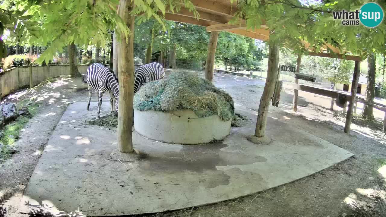 Zebre v živo v živalskem vrtu Ljubljana ZOO spletne kamere
