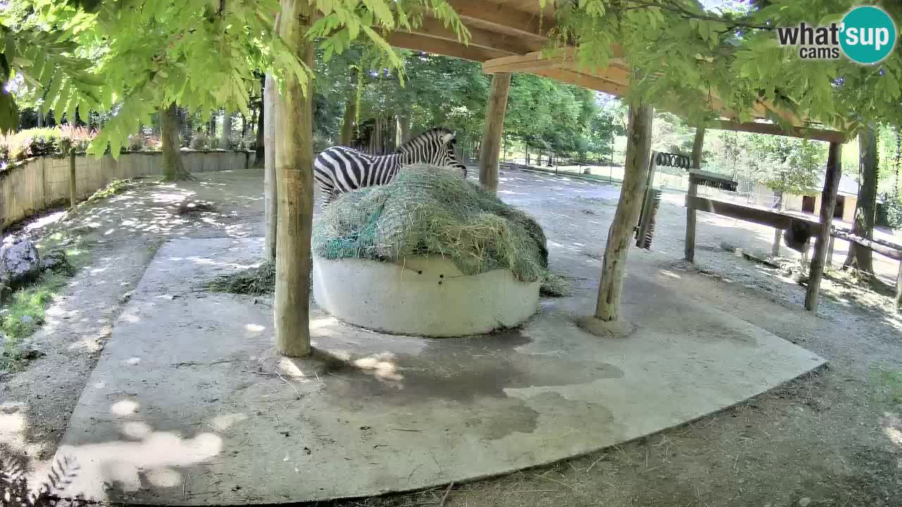 Live webcam Zebras in Ljubljana ZOO – Slovenia