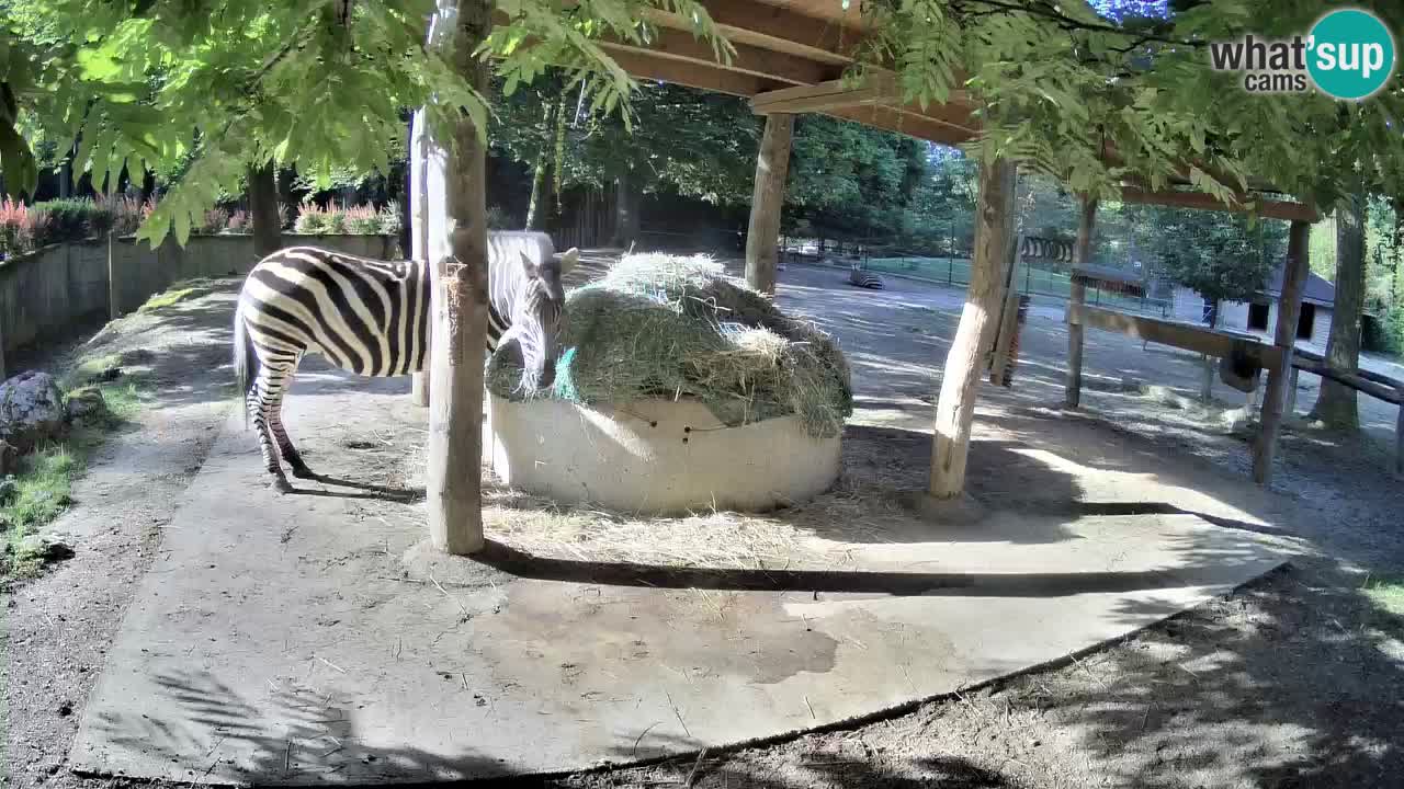 Live Webcam Zebras in Ljubljana ZOO – Slowenien