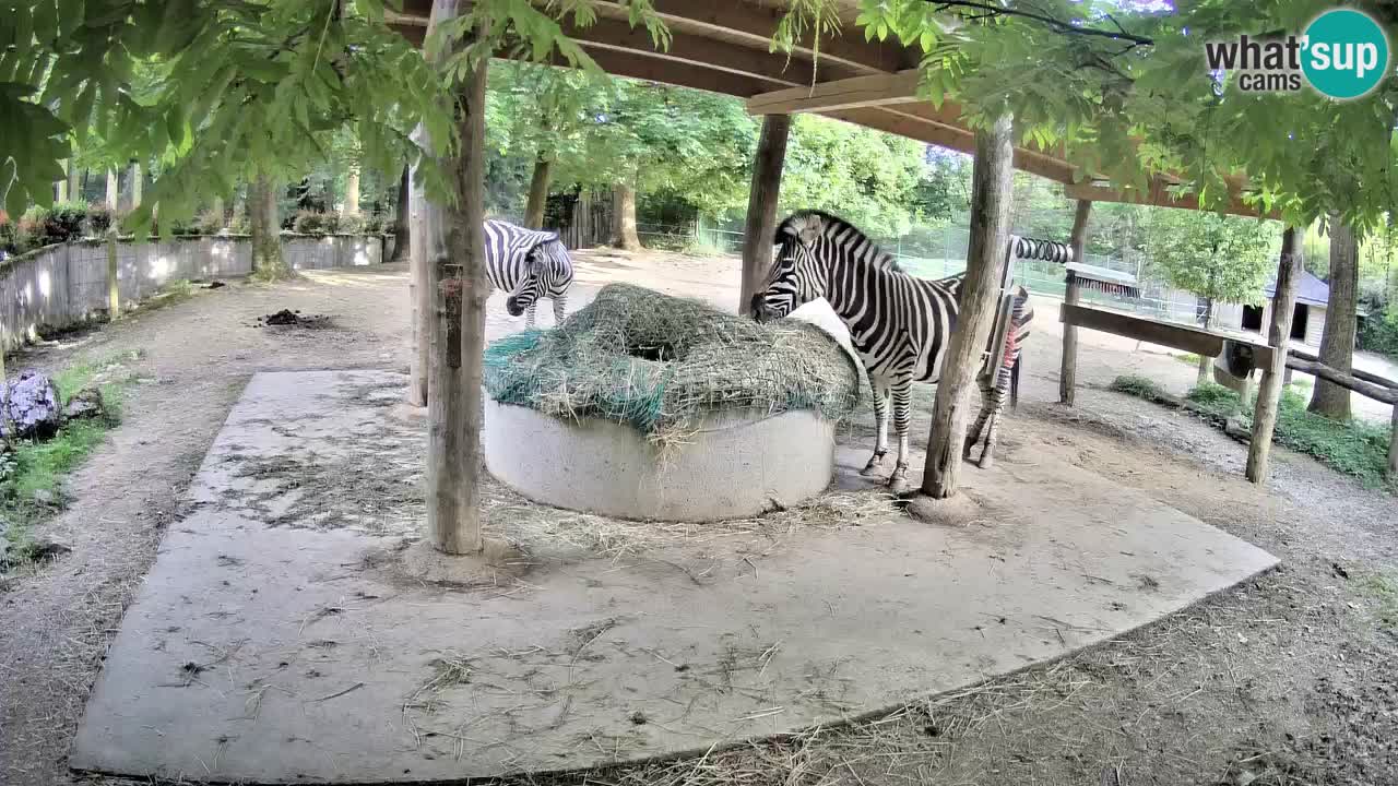 Le Zebre nello ZOO di Ljubljana – Slovenia Live webcam