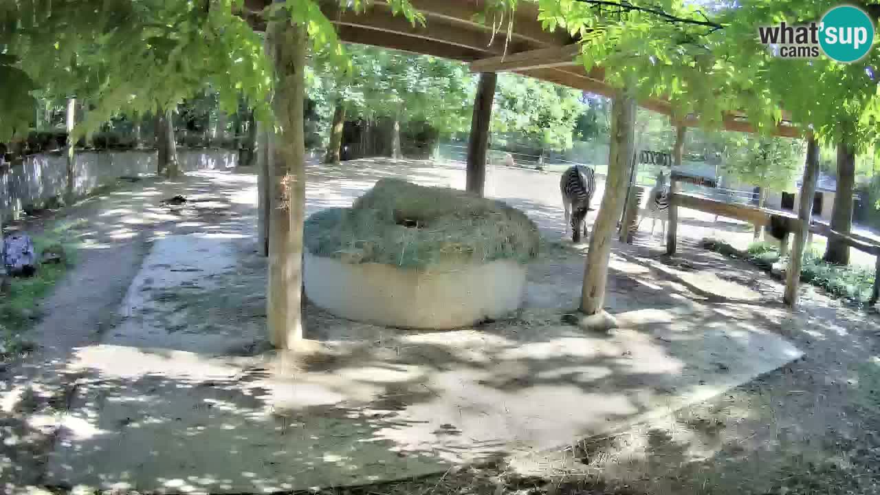 Zebre v živo v živalskem vrtu Ljubljana ZOO spletne kamere