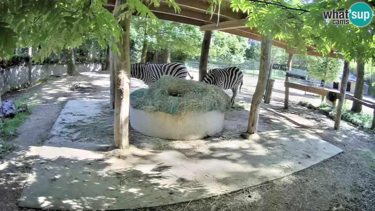 Camera en vivo Cebras in Ljubljana ZOO – Eslovenia