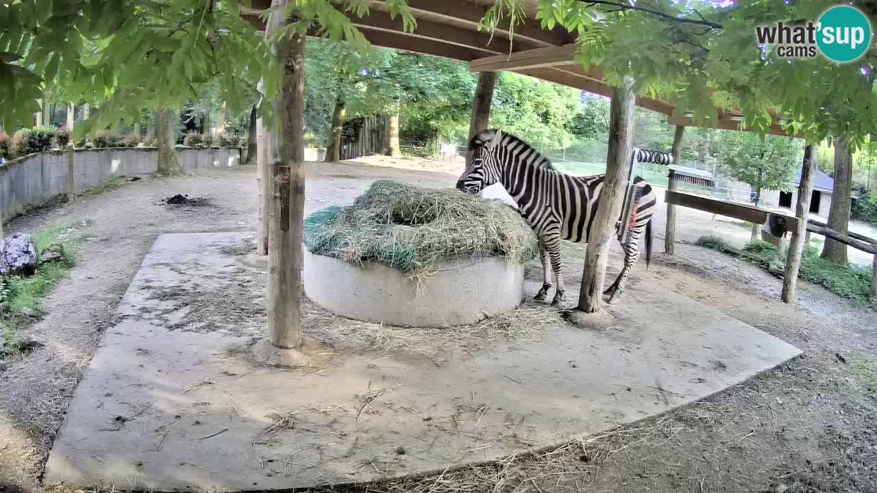 Live webcam Les zèbres in Ljubljana ZOO – Slovénie