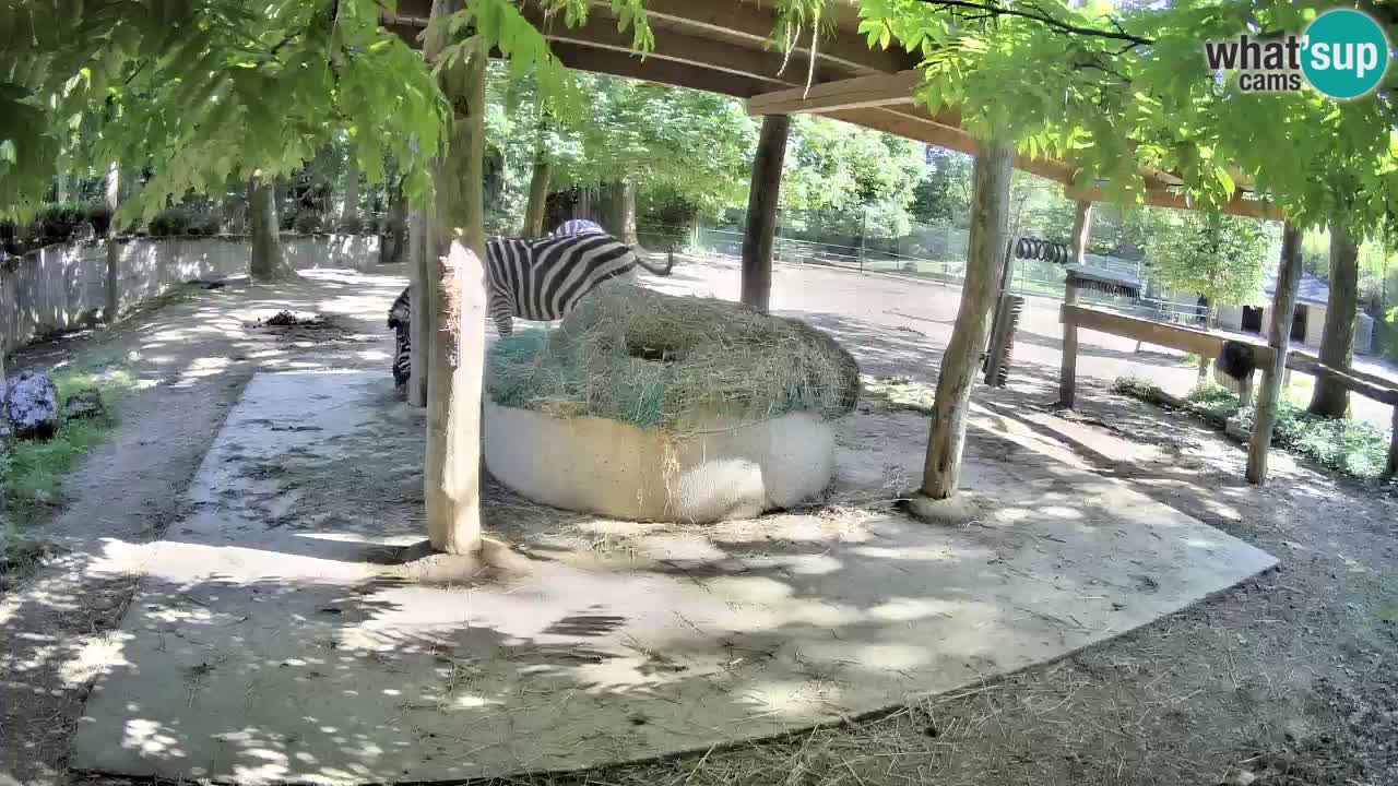 Live webcam Zebras in Ljubljana ZOO – Slovenia