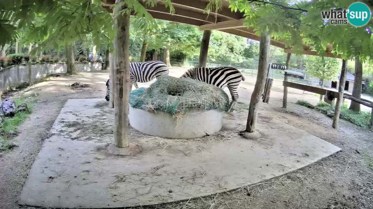 Zebre v živo v živalskem vrtu Ljubljana ZOO spletne kamere