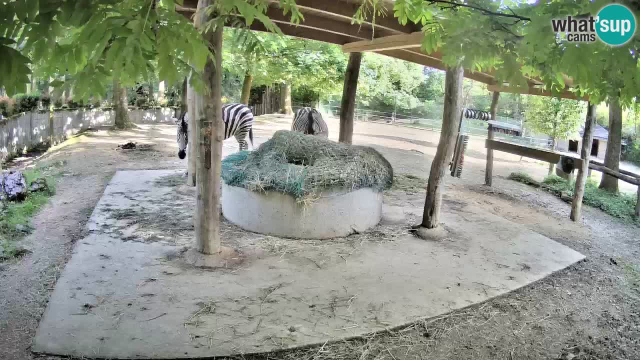 Web kamera uživo Zebras u ZOO Ljubljana – Slovenija
