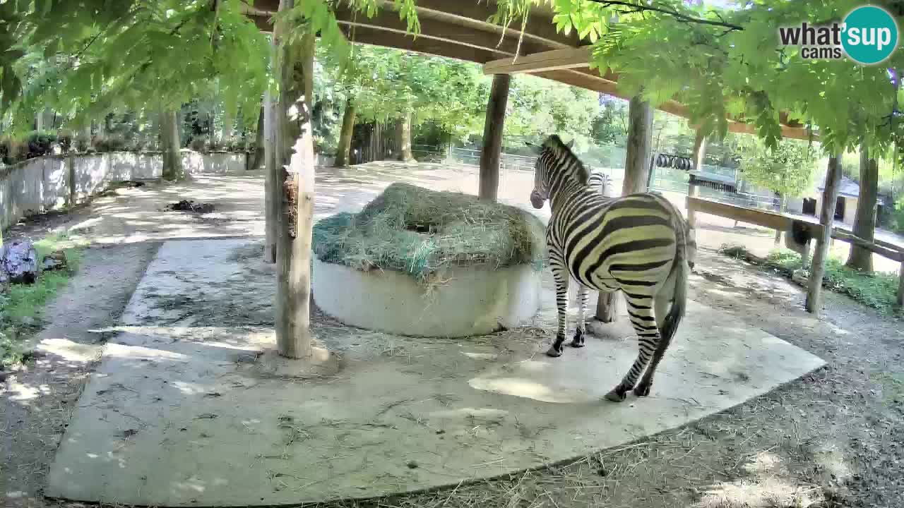 Live Webcam Zebras in Ljubljana ZOO – Slowenien