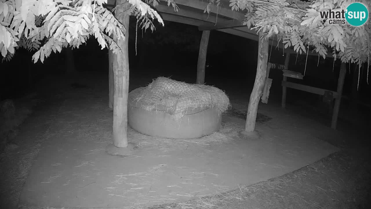 Live Webcam Zebras in Ljubljana ZOO – Slowenien