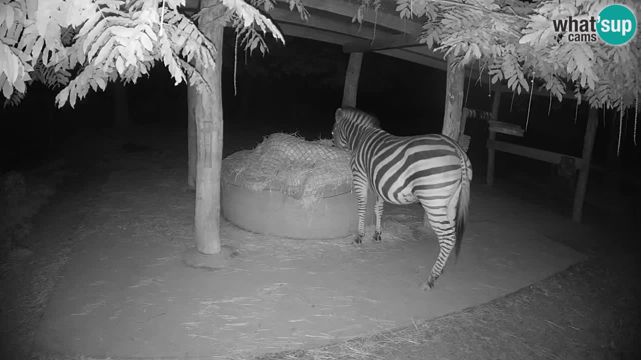 Le Zebre nello ZOO di Ljubljana – Slovenia Live webcam