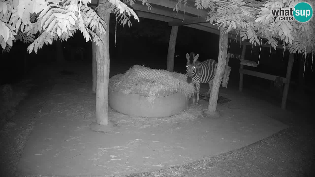 Live Webcam Zebras in Ljubljana ZOO – Slowenien