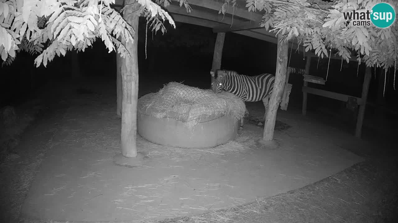Zebre v živo v živalskem vrtu Ljubljana ZOO spletne kamere