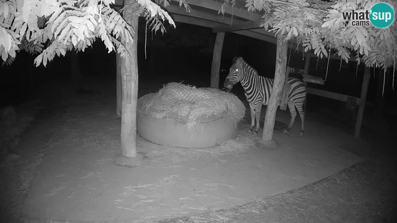 Live webcam Zebras in Ljubljana ZOO – Slovenia