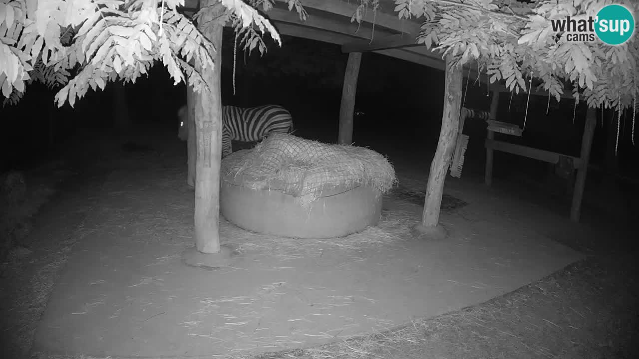 Live Webcam Zebras in Ljubljana ZOO – Slowenien