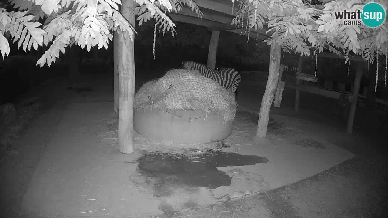 Zebre v živo v živalskem vrtu Ljubljana ZOO spletne kamere