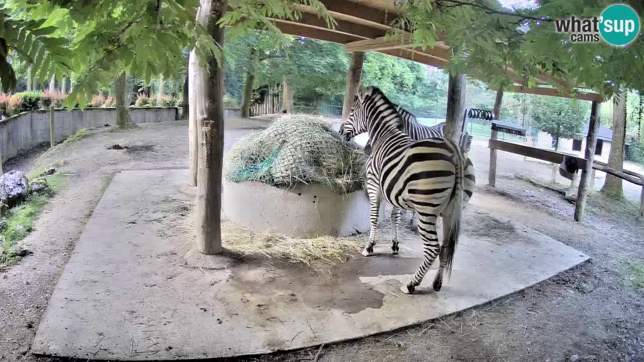 Camera en vivo Cebras in Ljubljana ZOO – Eslovenia
